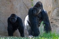 Silverback gorilla Paul Donn joins troop at San Diego Zoo Safari Park