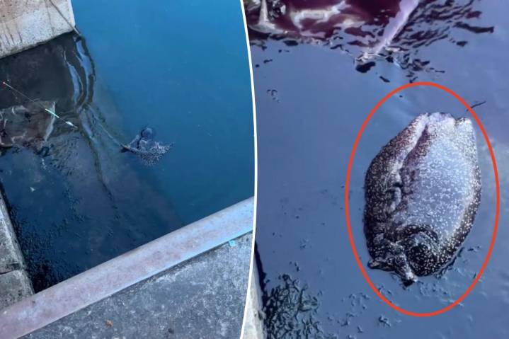 Fisherman stunned after reeling in 11-pound mystery critter