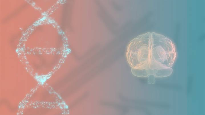 Psychiatric Disorders and Brain Structure Connected via Genetic Mapping