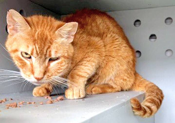 Historical home fight leads to cat’s death