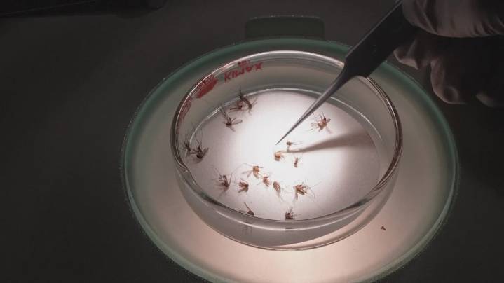 West Nile virus cases are increasing in Arkansas