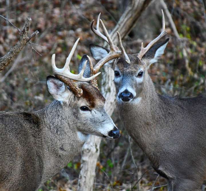 Tom Tatum: Sunday hunting ready to ramp up in Pennsylvania