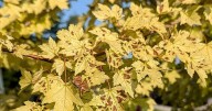Ask an Expert – Tips to manage late-summer leaf scorch on landscape trees