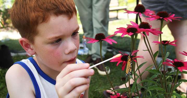 Monarch butterfly festival blooms in library's garden