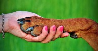 Perro resulta herido de bala en San Sebastián