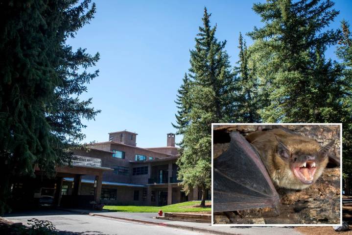 Possible exposure to rabies due to bat-infested cabins at Grand Teton National Park