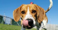 11 Edinburgh dogs up for adoption looking for their forever homes