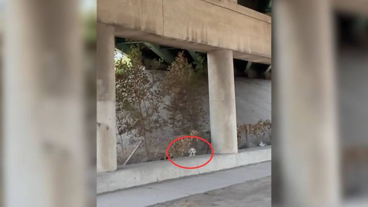 Drivers Shocked To See An Abandoned Fluffy Face Staring At Them By The Busy Missouri Road