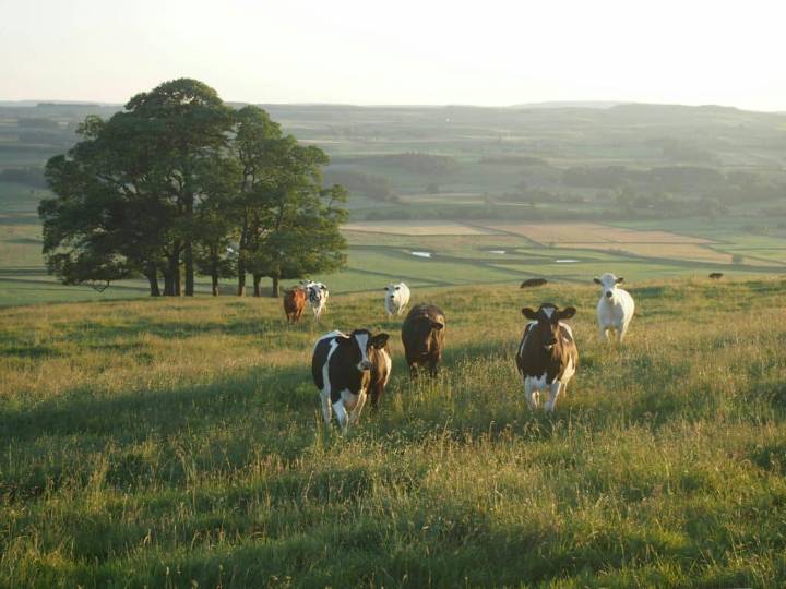 Pasteurization as a Public Health Solution to Raw Milk