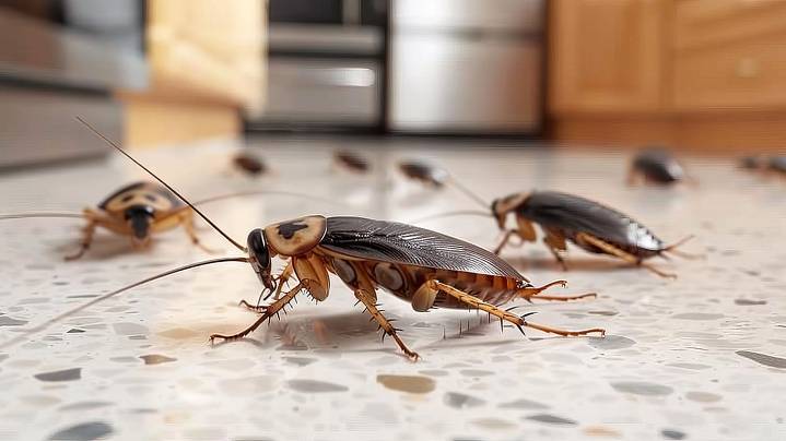 Here’s how monsoon season impacts insects in Arizona