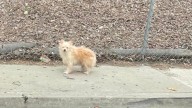 Pup Heartlessly Left Behind On California Freeway Waits In The Same Spot Hoping His Family Will Return