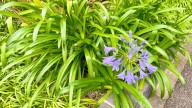 Reasons Your Agapanthus Plant Isn't Flowering (& The Easy Way To Fix It)