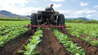 Producción agrícola tiene un crecimiento estable anual del 4,5 al 5 %