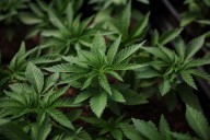Trump weighs reclassifying marijuana as less dangerous drug, WSJ reports