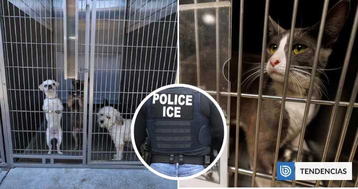 Otras víctimas de las deportaciones: redadas a migrantes dejan cientos de mascotas abandonadas en EEUU