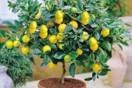 Limonero en casa: el lugar ideal según el Feng Shui
