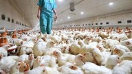 Extremadura suma ya nueve focos de gripe aviar tras un nuevo caso en Guareña
