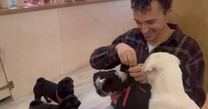 We tried Edinburgh's new 'pug cafe experience' and already want to go back
