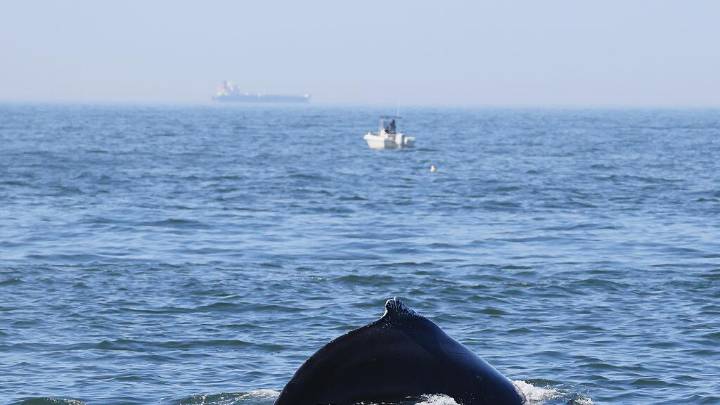 Dudas tras la muerte de la ballena Minke que una embarcación impactó en Nueva Jersey
