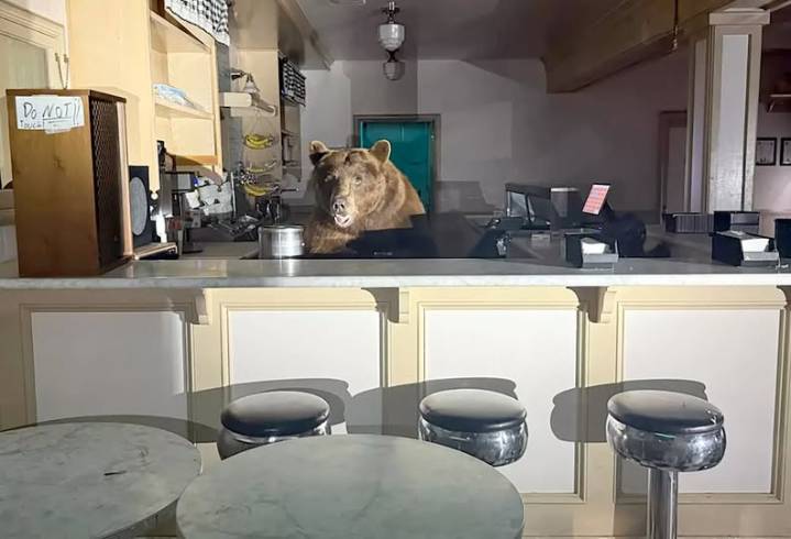 Tensions Between Some Tahoe Residents and Wildlife Workers Become Unbearable