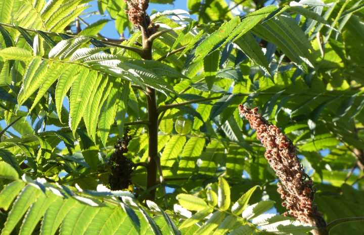 Staghorn sumac vs. poison sumac: How to identify the difference