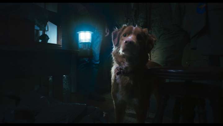 'Good Boy' Trailer: Horror Pic Debuts First Look From Brave Pup's POV