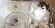 Chagas en Río Negro, 273 casos registrados entre 2021 y 2023, la importancia de prevenir