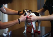 Yes, Texans Can Get Free Pet Health Insurance