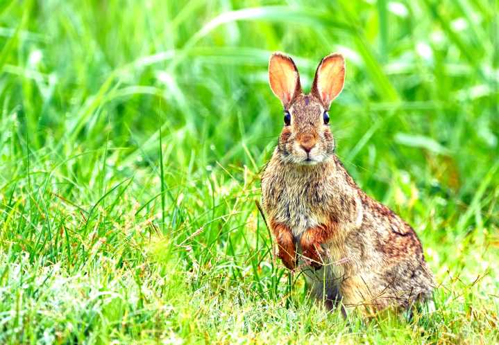 Colorado Parks Officials Reassure Visitors They Have Nothing To Worry About As The Region's Rabbits Sprout Tentacles
