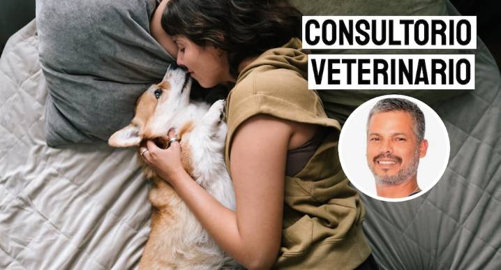 ¿Es bueno dormir con tu mascota en la misma cama? Esto dice Pancho Cavero