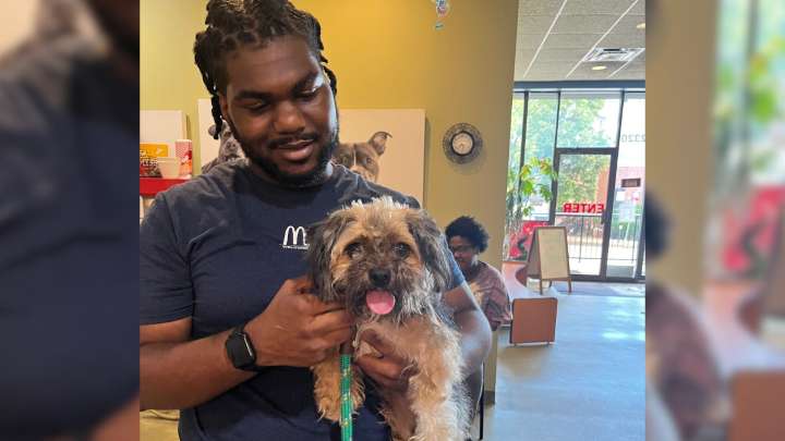 Stray Dog’s Microchip Reveals A Big Secret That Brings The Missouri Shelter To Tears