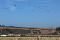 Photo | Migration of geese fly over the fertile fields of Watsonville