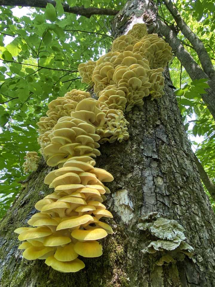The Metro: Golden oyster mushrooms are edible, invasive and spreading in Michigan forests