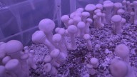 'An industry of empathy': Denver's 1st psilocybin mushroom cultivation facility begins operations
