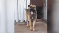 Pup Left In High-Euthanasia Texas Shelter Rejoices After Meeting Someone Who Changed His Life