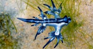 Warning to Spanish tourists after deadly 'blue dragons' spotted on beach