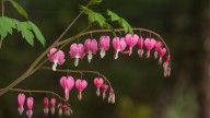 The Underrated Companion Ground Cover That Looks Gorgeous Next To Bleeding Hearts