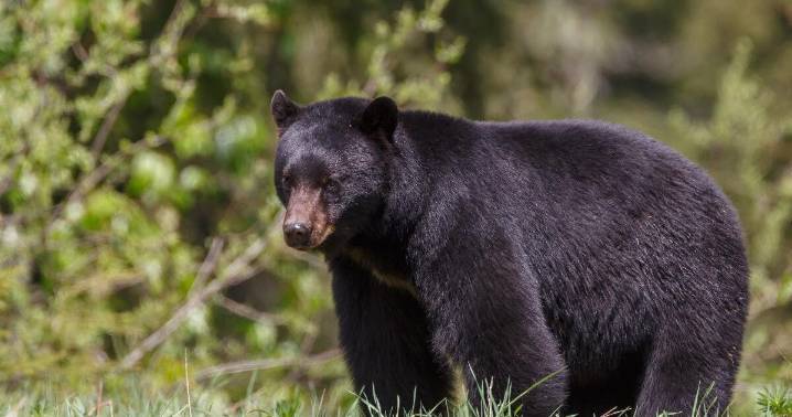 Early black bear season to open Aug. 30 in some West Virginia counties