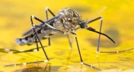 Sin casos activos de fiebre amarilla en el Huila