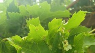 La filoxera ya es considerada una plaga en Canarias