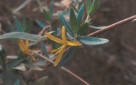 Chuparrosa amarilla: hallazgo histórico en Cosalá, Sinaloa
