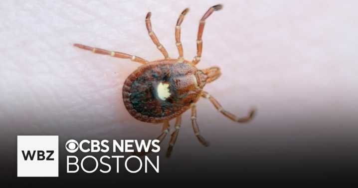 Explosion of meat, dairy allergy on Martha’s Vineyard due to new tick boom