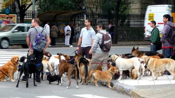 Trabajadores caninos en alerta: la crisis de los paseadores y un proyecto para tener empleo formal