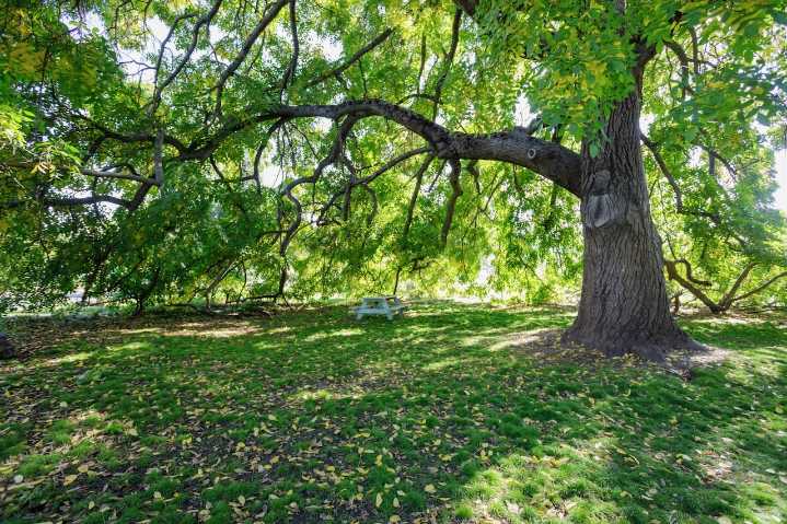 Owner intercepts stolen walnut tree at sawmill, prosecutor rips on ‘lawless’ thief