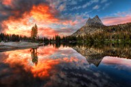 Yosemite National Park Scientists Rejoice After Species Returns Two Decades Later And Restores The Site's Natural Heritage