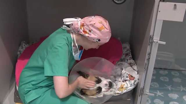 NHSPCA opens wellness clinic to help those struggling to afford veterinary care