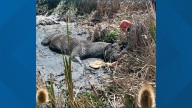 Rescue teams free horse stuck in Boulder County mud
