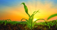 Soil testing for maximum yield
