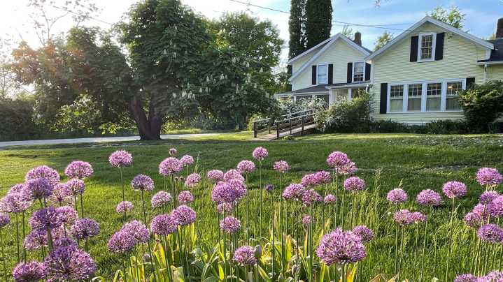 We Used Lemon Juice To Banish Weeds From A Gravel Driveway. Was It Worth The Squeeze?