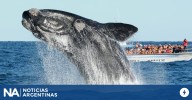 Récord histórico: más de 2.100 ballenas francas llegaron a Península Valdés